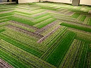 Heartbeat 25x100 karo halı Renkli Ofis ve Otel halısı